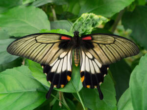 Gatunek Papilio_lowi - Motylarnia Władysławowo