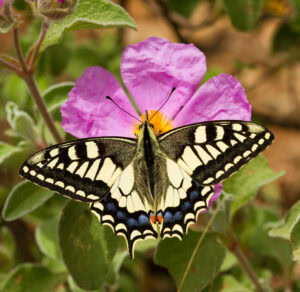 Gatunek Papilio_machaon - Motylarnia Władysławowo