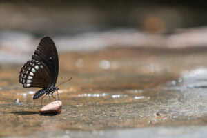 Gatunek Papilio_mahadeva - Motylarnia Władysławowo