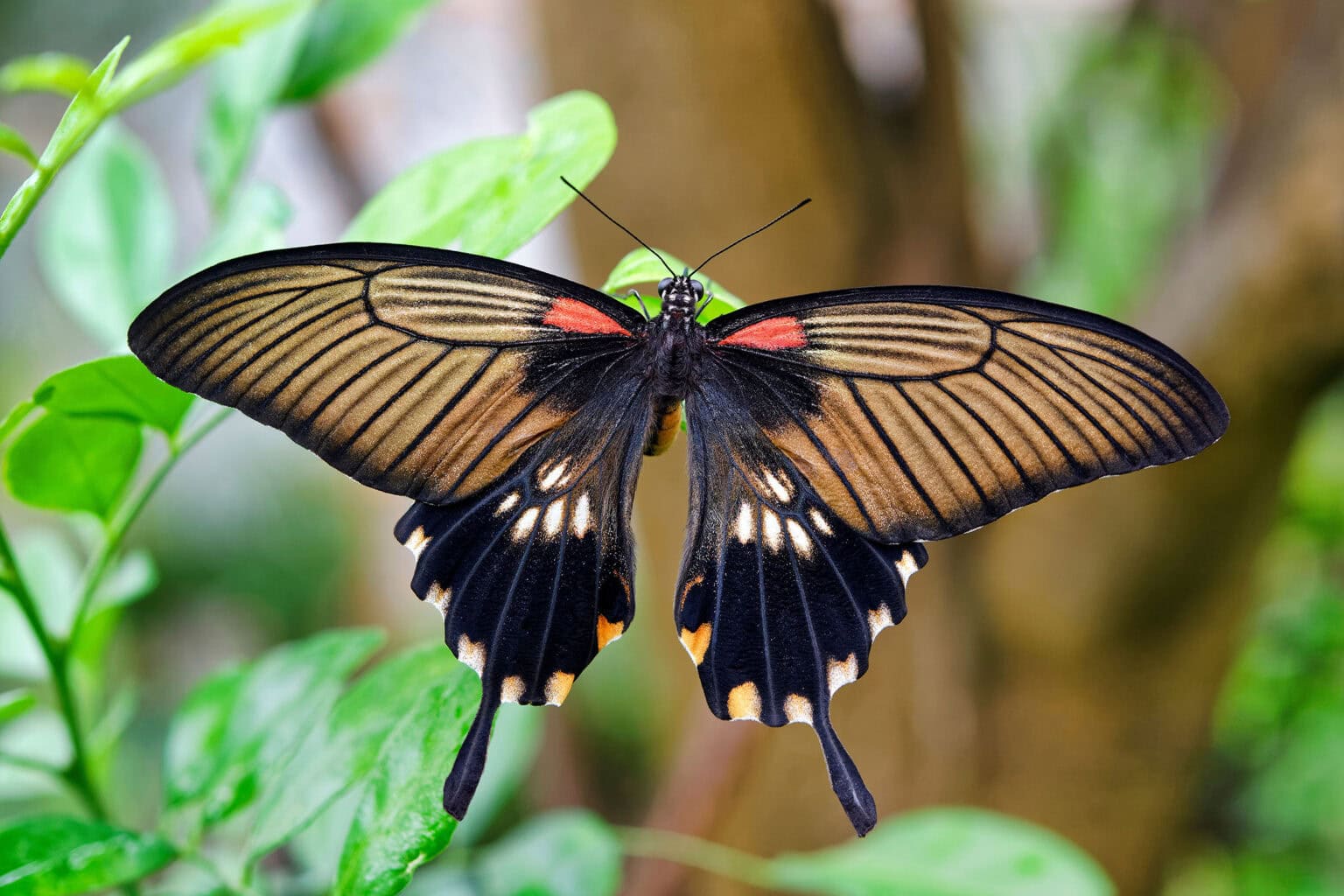 Gatunek Papilio_memnon - Motylarnia Władysławowo
