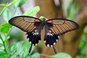 Gatunek Papilio_memnon - Motylarnia Władysławowo