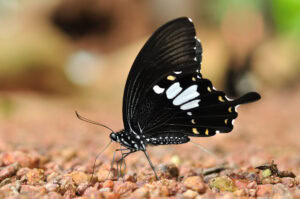Gatunek Papilio_nephelus - Motylarnia Władysławowo