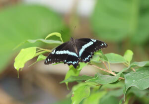 Gatunek Papilio_nireus - Motylarnia Władysławowo