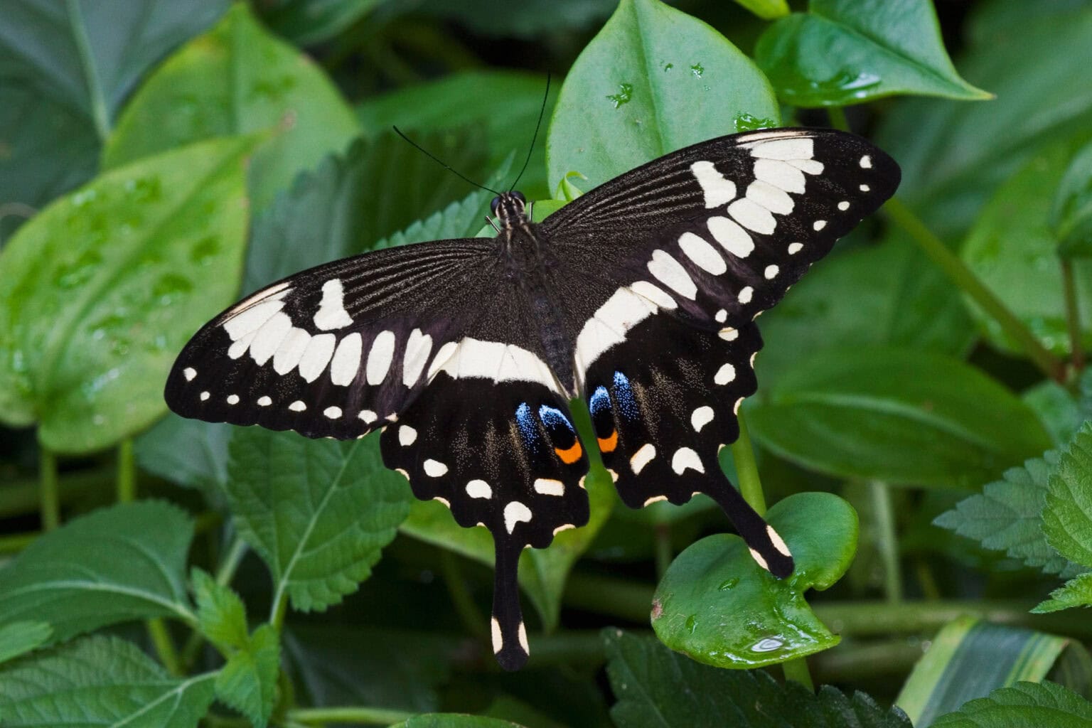 Gatunek Papilio_ophidicephalus - Motylarnia Władysławowo