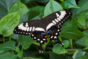 Gatunek Papilio_ophidicephalus - Motylarnia Władysławowo