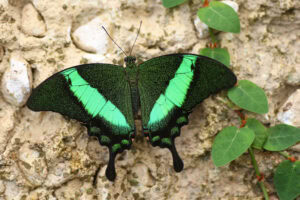 Gatunek Papilio_palinurus - Motylarnia Władysławowo