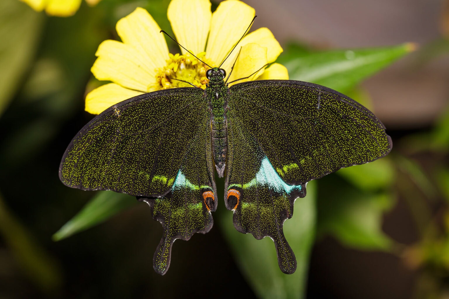 Gatunek Papilio_paris - Motylarnia Władysławowo