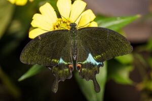 Gatunek Papilio_paris - Motylarnia Władysławowo