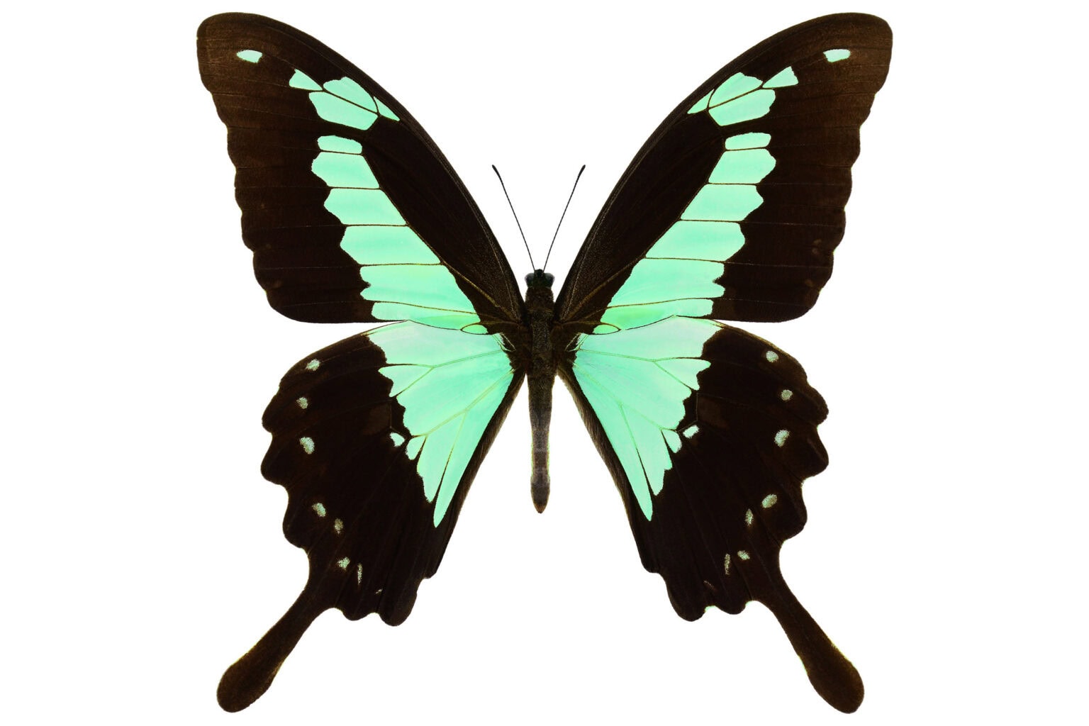 Gatunek Papilio_phorcas - Motylarnia Władysławowo