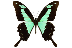 Gatunek Papilio_phorcas - Motylarnia Władysławowo