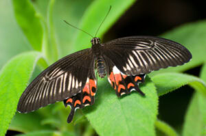 Gatunek Papilio_polytes - Motylarnia Władysławowo