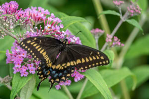 Gatunek Papilio_polyxenes - Motylarnia Władysławowo