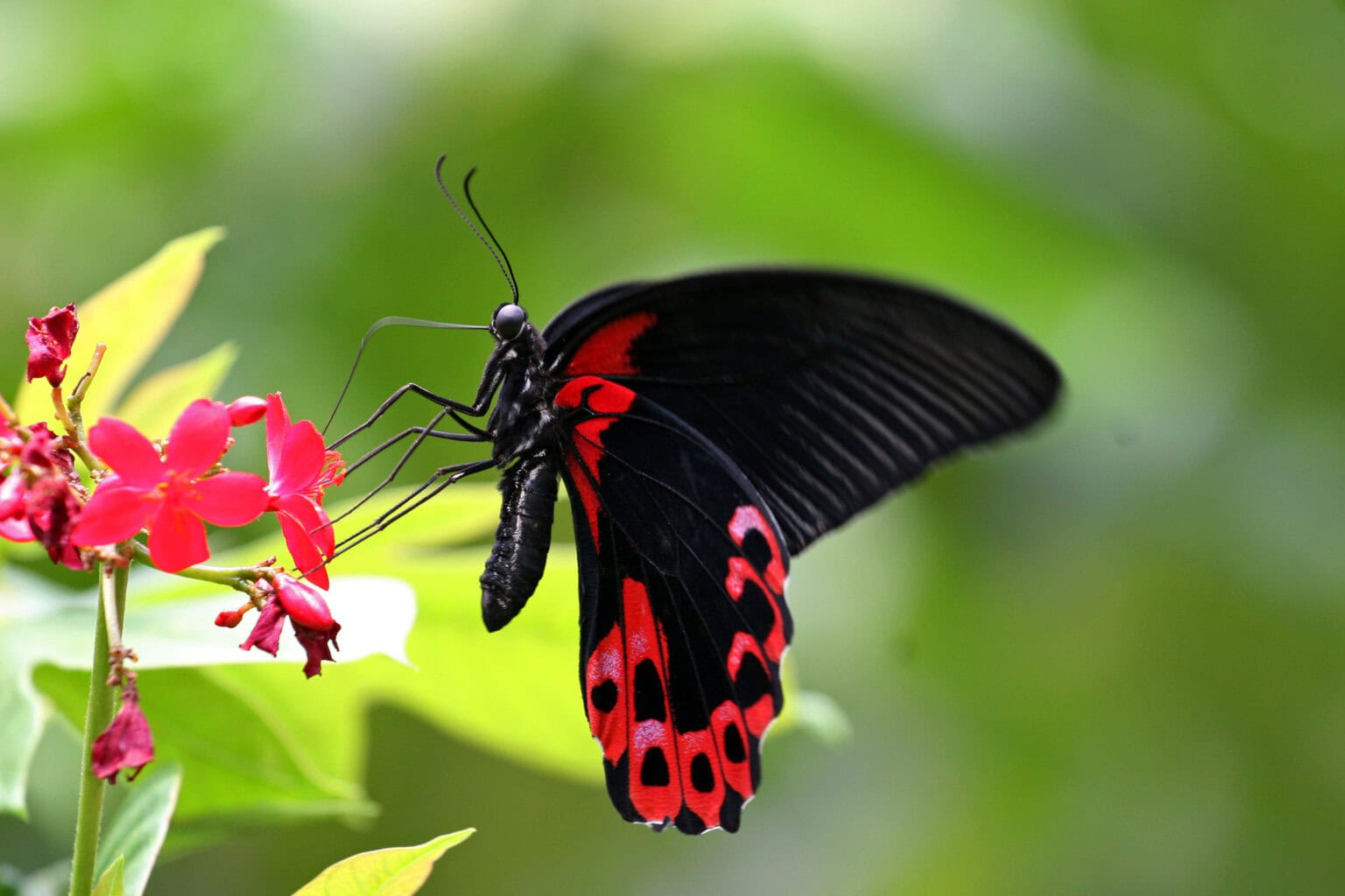 Gatunek Papilio_rumanzovia - Motylarnia Władysławowo