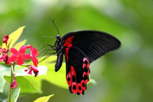 Gatunek Papilio_rumanzovia - Motylarnia Władysławowo
