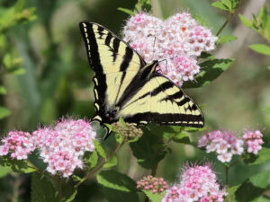 Gatunek Papilio_rutulus - Motylarnia Władysławowo