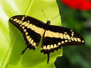 Gatunek Papilio_thoas - Motylarnia Władysławowo