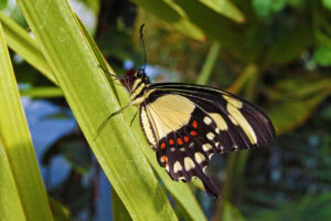 Gatunek Papilio_torquatus - Motylarnia Władysławowo