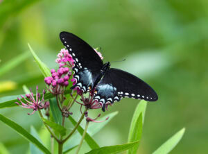 Gatunek Papilio_troilus - Motylarnia Władysławowo