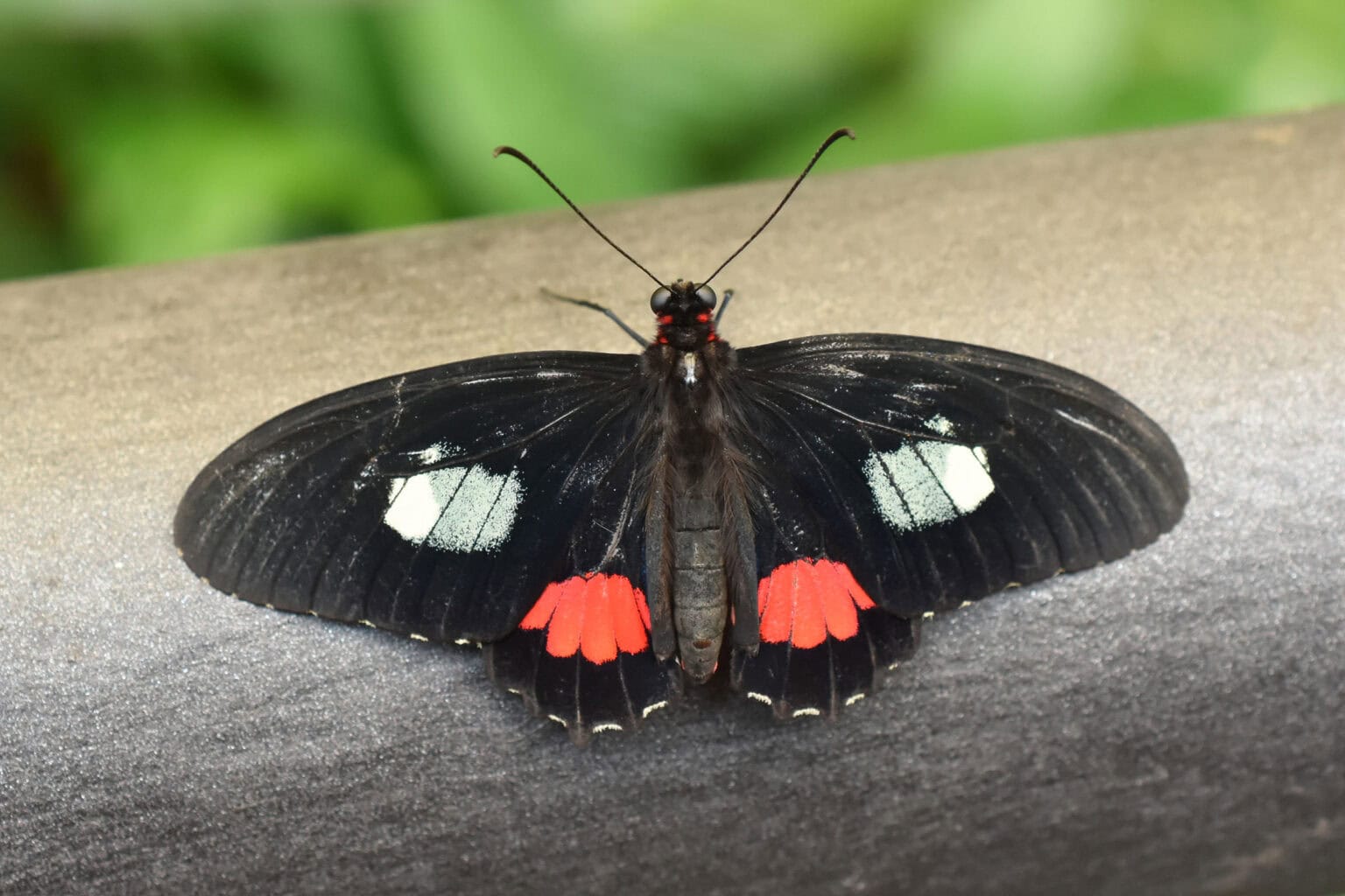 Gatunek Parides_arcas - Motylarnia Władysławowo