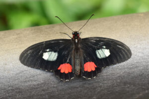 Gatunek Parides_arcas - Motylarnia Władysławowo