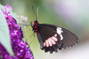Gatunek Parides_iphidamus - Motylarnia Władysławowo