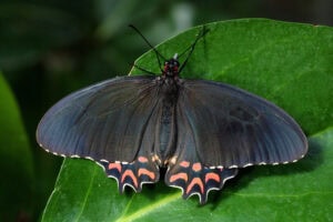 Gatunek Parides_photinus - Motylarnia Władysławowo