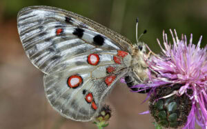 Gatunek Parnassius_apollo - Motylarnia Władysławowo