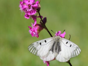 Gatunek Parnassius_mnemosyne - Motylarnia Władysławowo
