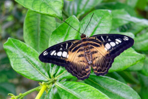 Gatunek Parthenos_sylvia_philippinensis - Motylarnia Władysławowo
