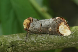 Gatunek Phalera_bucephala - Motylarnia Władysławowo