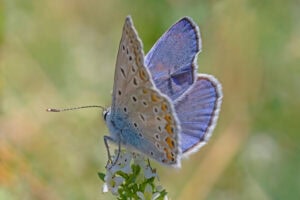 Gatunek Phengaris_arion - Motylarnia Władysławowo