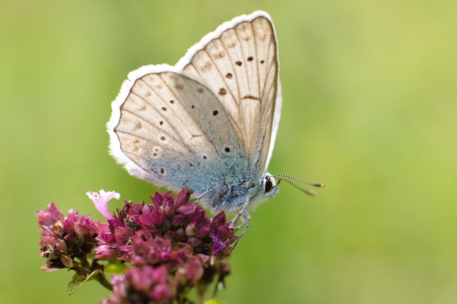 Gatunek Phengaris_teleius - Motylarnia Władysławowo