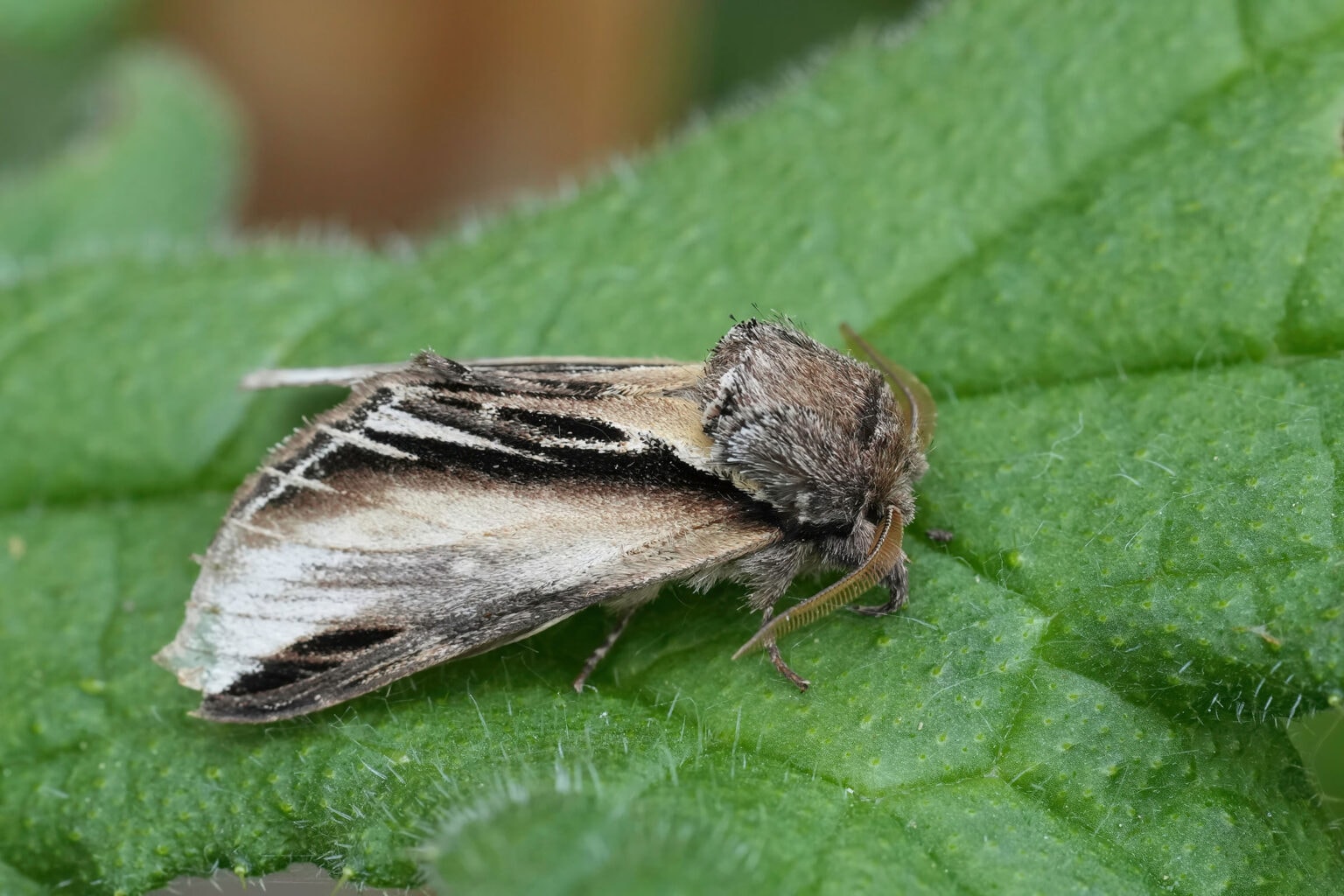 Gatunek Pheosia_tremula - Motylarnia Władysławowo