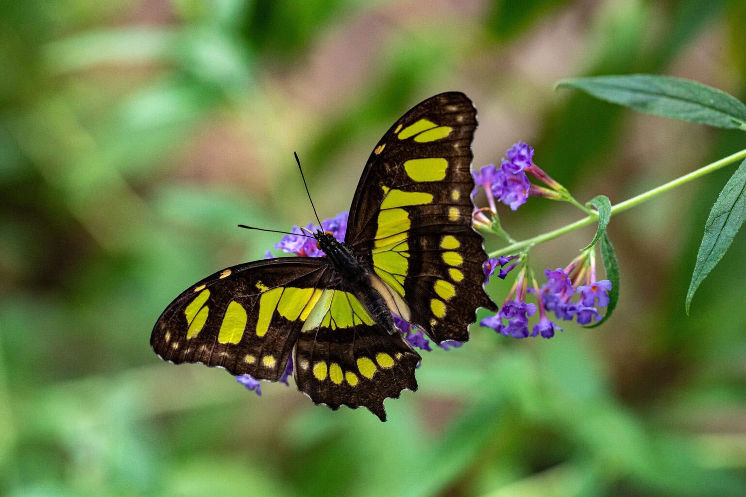 Gatunek Philaethria_dido - Motylarnia Władysławowo