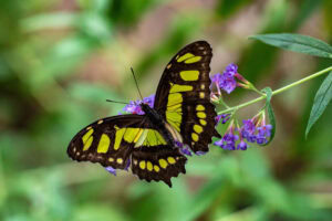Gatunek Philaethria_dido - Motylarnia Władysławowo