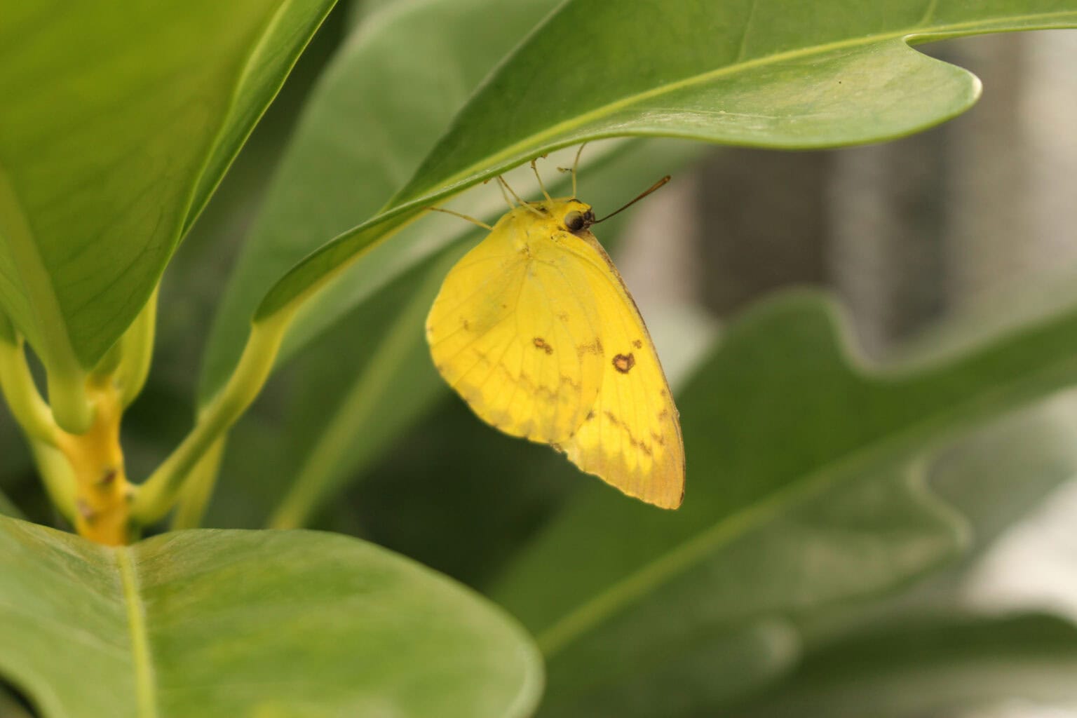 Gatunek Phoebis_philea - Motylarnia Władysławowo