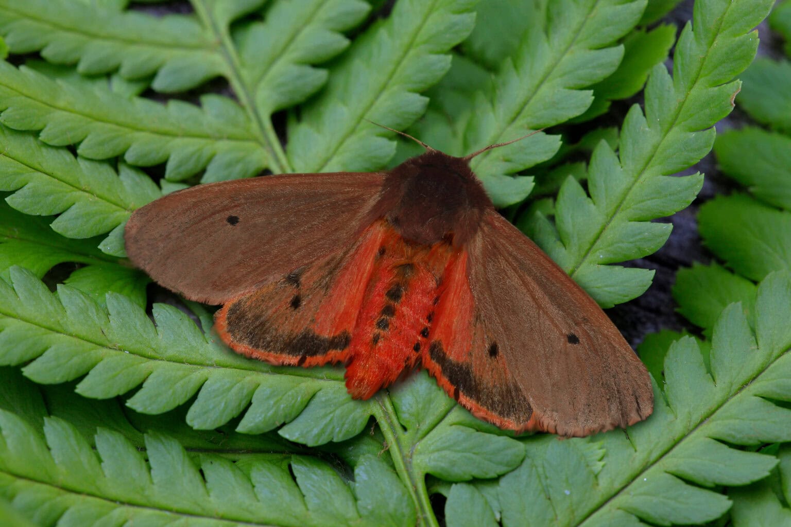 Gatunek Phragmatobia_fuliginosa - Motylarnia Władysławowo