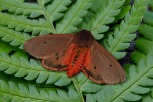 Gatunek Phragmatobia_fuliginosa - Motylarnia Władysławowo