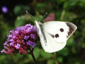 Gatunek Pieris_brassicae - Motylarnia Władysławowo