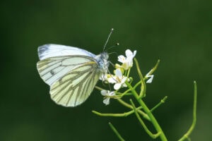 Gatunek Pieris_napi - Motylarnia Władysławowo