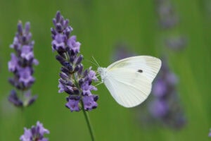 Gatunek Pieris_rapae - Motylarnia Władysławowo