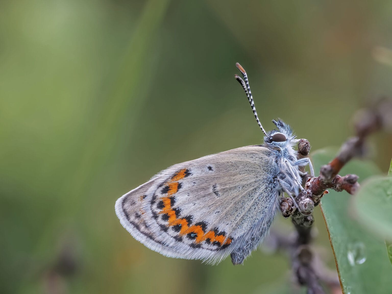 Gatunek Plebejus_argus - Motylarnia Władysławowo