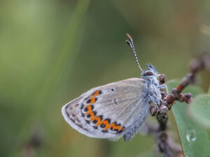 Gatunek Plebejus_argus - Motylarnia Władysławowo