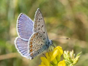 Gatunek Plebejus_idas - Motylarnia Władysławowo