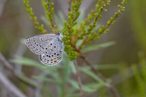 Gatunek Plebejus_optilete - Motylarnia Władysławowo
