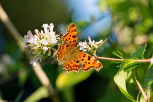 Gatunek Polygonia_c-album - Motylarnia Władysławowo