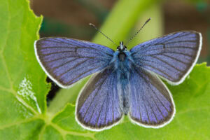Gatunek Polyommatus_semiargus - Motylarnia Władysławowo