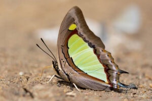 Gatunek Polyura_athamas - Motylarnia Władysławowo