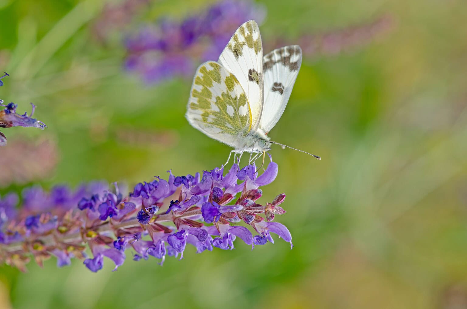 Gatunek Pontia_edusa - Motylarnia Władysławowo