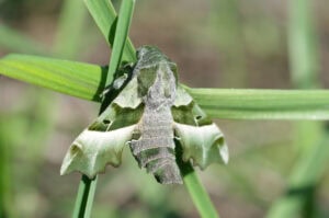 Gatunek Proserpinus_proserpina - Motylarnia Władysławowo